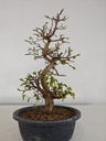 *Ca 1. Carpinus coreana 120 euros con envio gratis peninsula.
