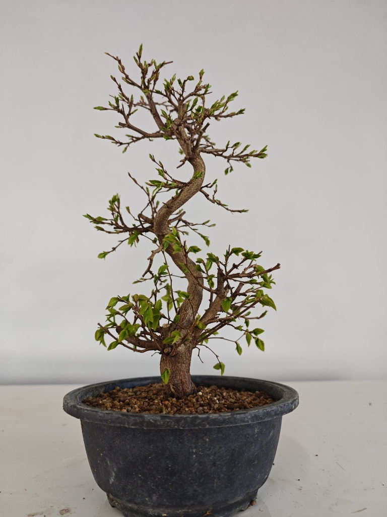 *Ca 1. Carpinus coreana 120 euros con envio gratis peninsula.