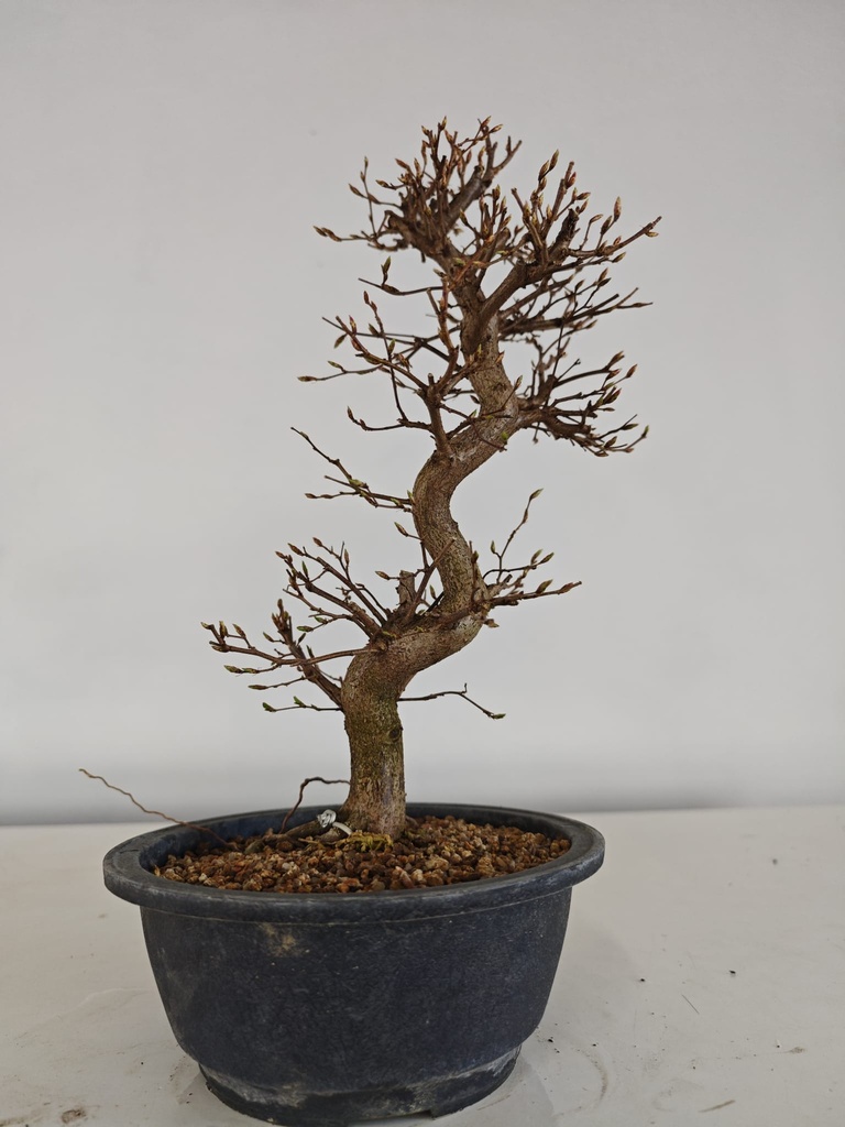*Ca 2. Carpinus coreana 120 euros con envio gratis peninsula.