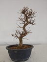 *Ca 2. Carpinus coreana 120 euros con envio gratis peninsula.