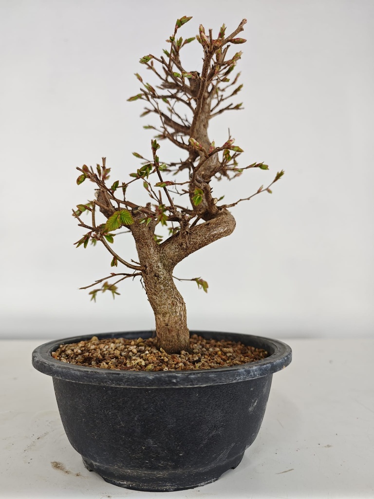 *Ca 4. Carpinus coreana 120 euros con envio gratis peninsula.