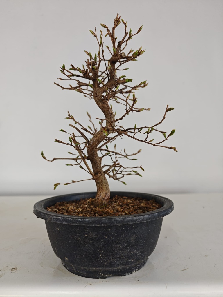 *Ca 5. Carpinus coreana 120 euros con envio gratis peninsula.