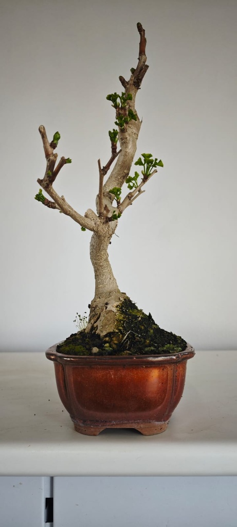 *GI 4. Ginkgo biloba 120 euros con evio gratis peninsula.