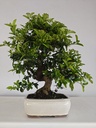 *PY 11. Pyracantha 100 euros con envio gratis peninsula.