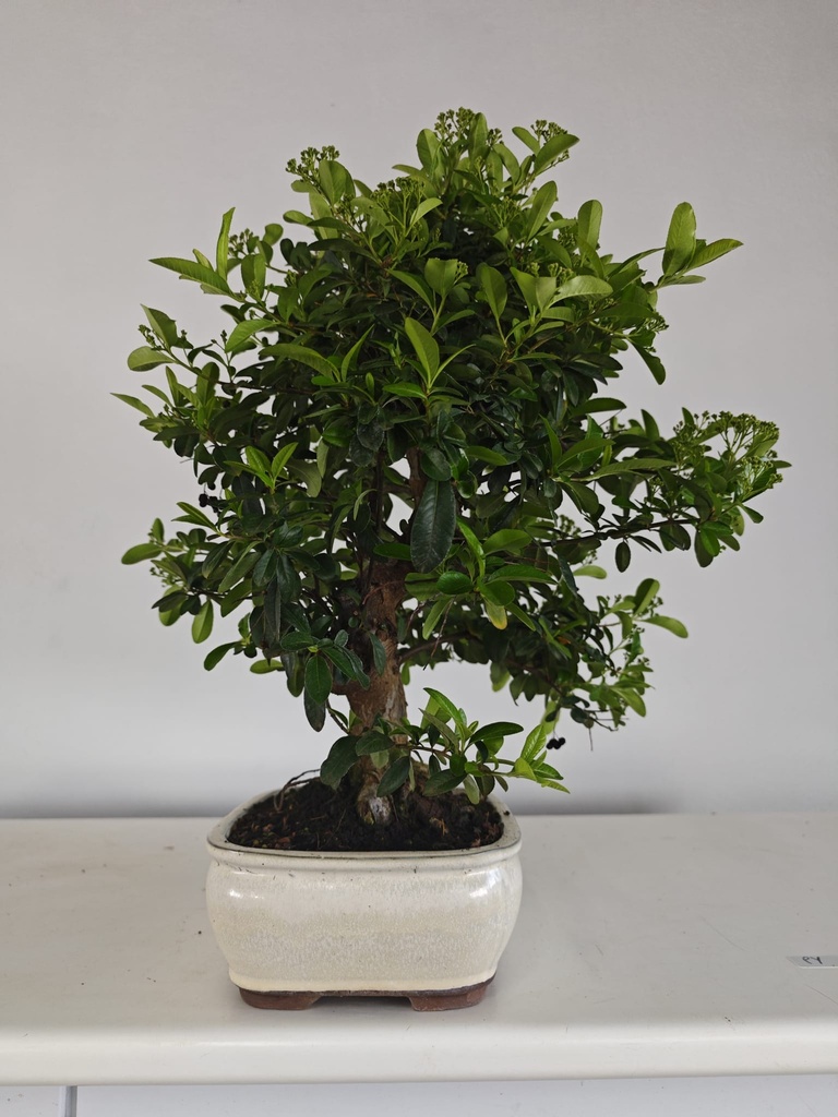 *PY 11. Pyracantha 100 euros con envio gratis peninsula.