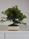 *PY 12. Pyracantha 100 euros con envio gratis peninsula.