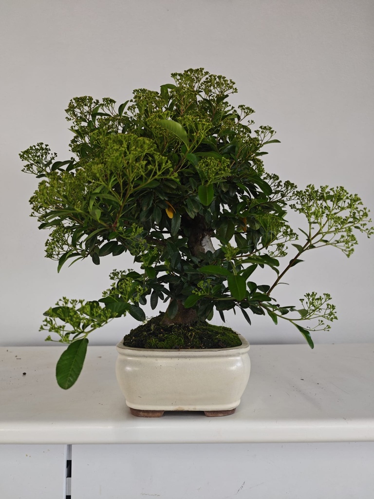 *PY 12. Pyracantha 100 euros con envio gratis peninsula.