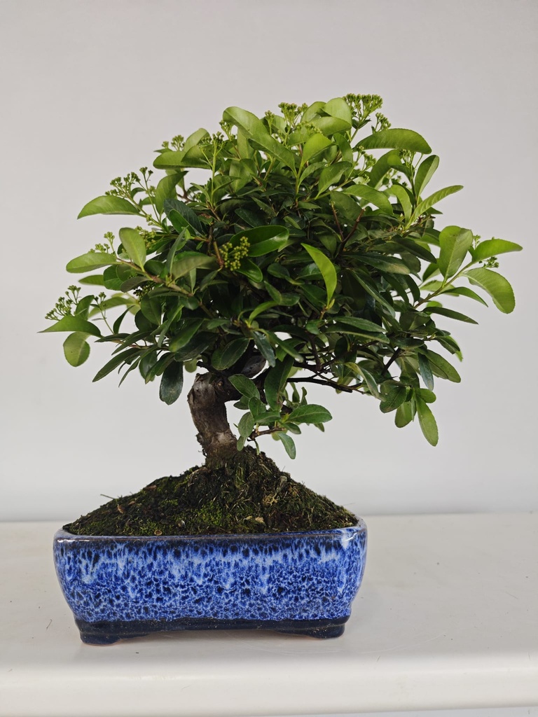 *PY 14. Pyracantha 100 euros con envio gratis peninsula.