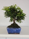 *PY 14. Pyracantha 100 euros con envio gratis peninsula.