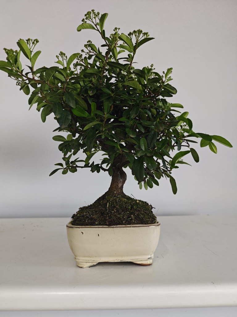 *PY 16. Pyracantha 100 euros con envio gratis peninsula.