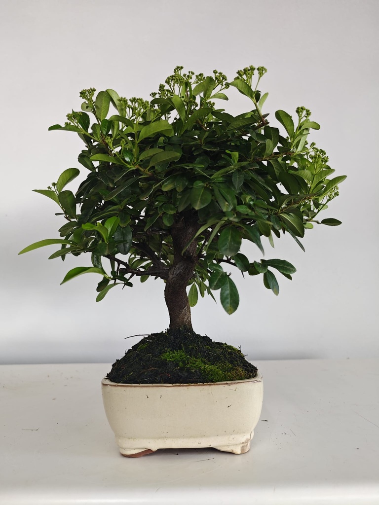 *PY 17. Pyracantha 100 euros con envio gratis peninsula.
