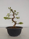 *Ca 5. Carpinus coreana 170 euros con envio gratis peninsula.