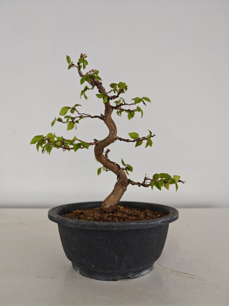 *Ca 5. Carpinus coreana 170 euros con envio gratis peninsula.
