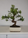 *PY 11. Pyracantha 250 euros con envio gratis peninsula.