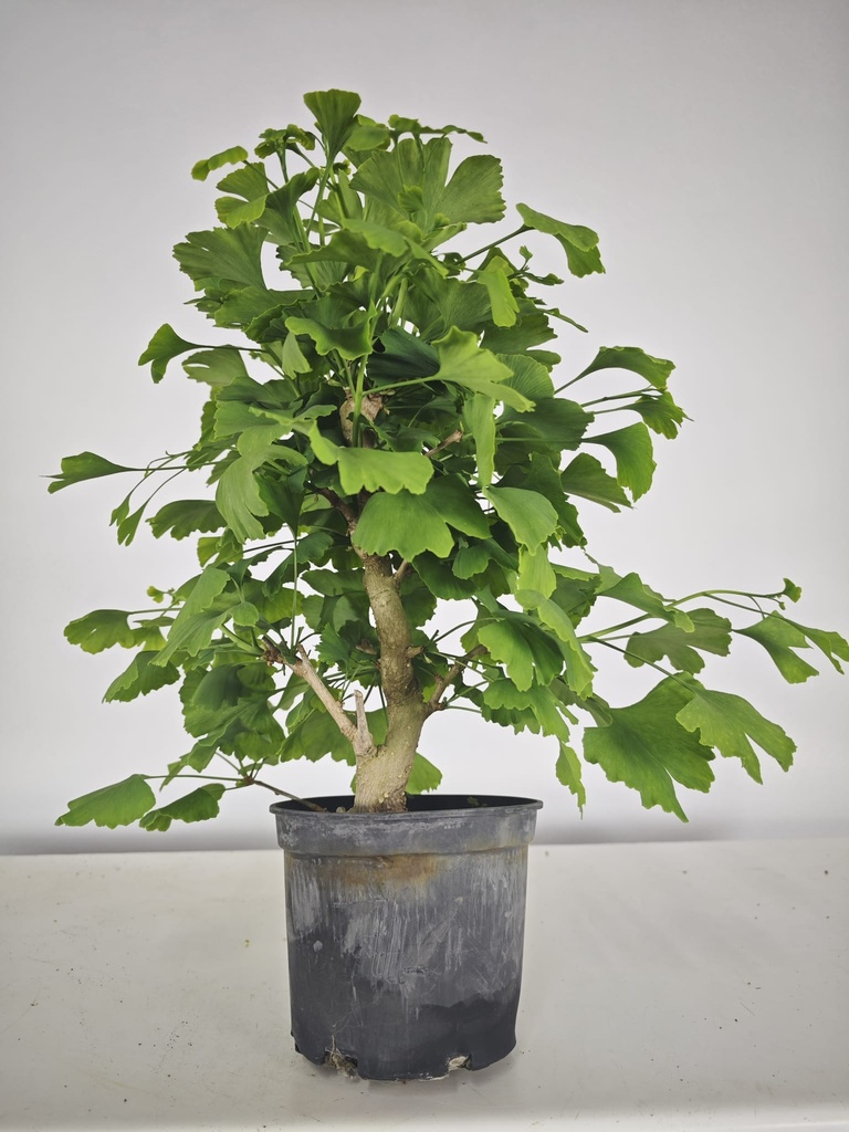 *GI 20 Ginkgo 70 euros con envio gratis peninsula.