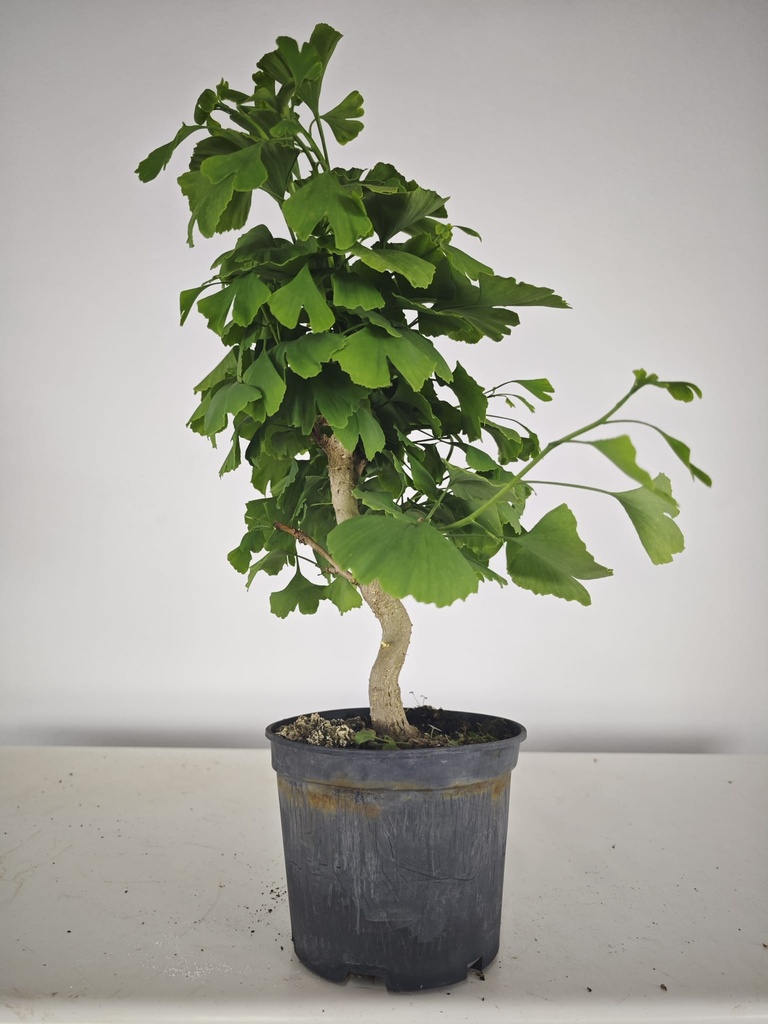 *GI 23 Ginkgo 70 euros con envio gratis peninsula.