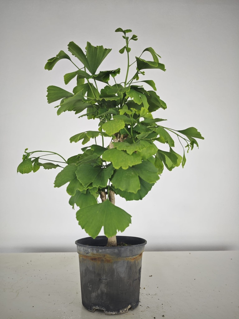 *GI 24 Ginkgo 70 euros con envio gratis peninsula.