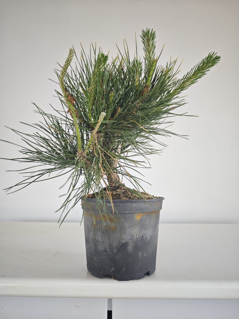 * P 10 Pinus thunbergii, 70 euros con envio gratis peninsula.