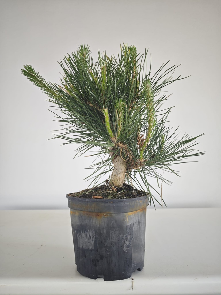 * P 10 Pinus thunbergii, 70 euros con envio gratis peninsula.