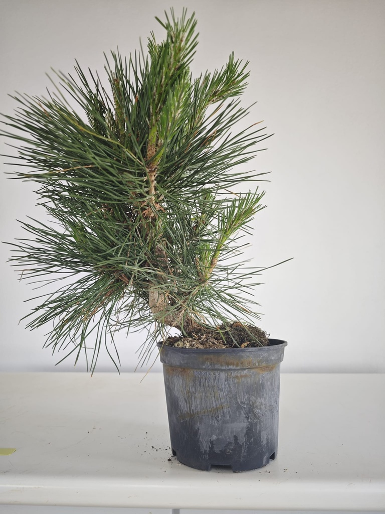 * P 11 Pinus thunbergii, 70 euros con envio gratis peninsula.