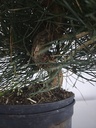 * P 12 Pinus thunbergii, 70 euros con envio gratis peninsula.