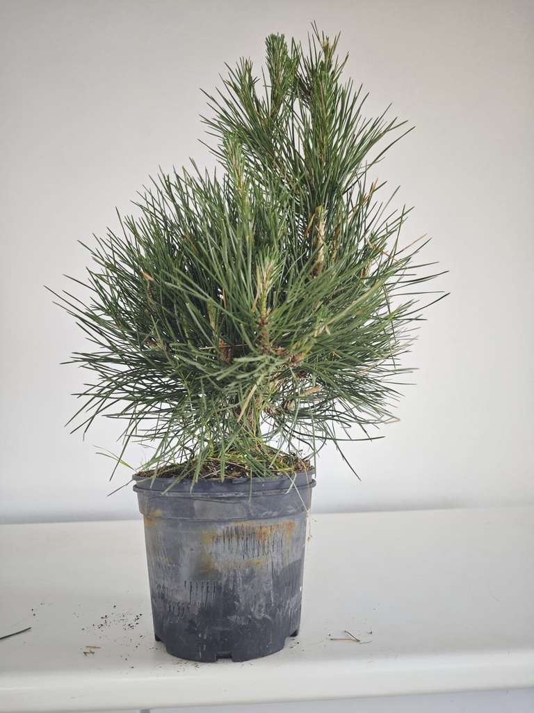 * P 12 Pinus thunbergii, 70 euros con envio gratis peninsula.