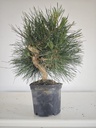 * P 13 Pinus thunbergii, 70 euros con envio gratis peninsula.