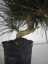 * P 14 Pinus thunbergii, 70 euros con envio gratis peninsula.
