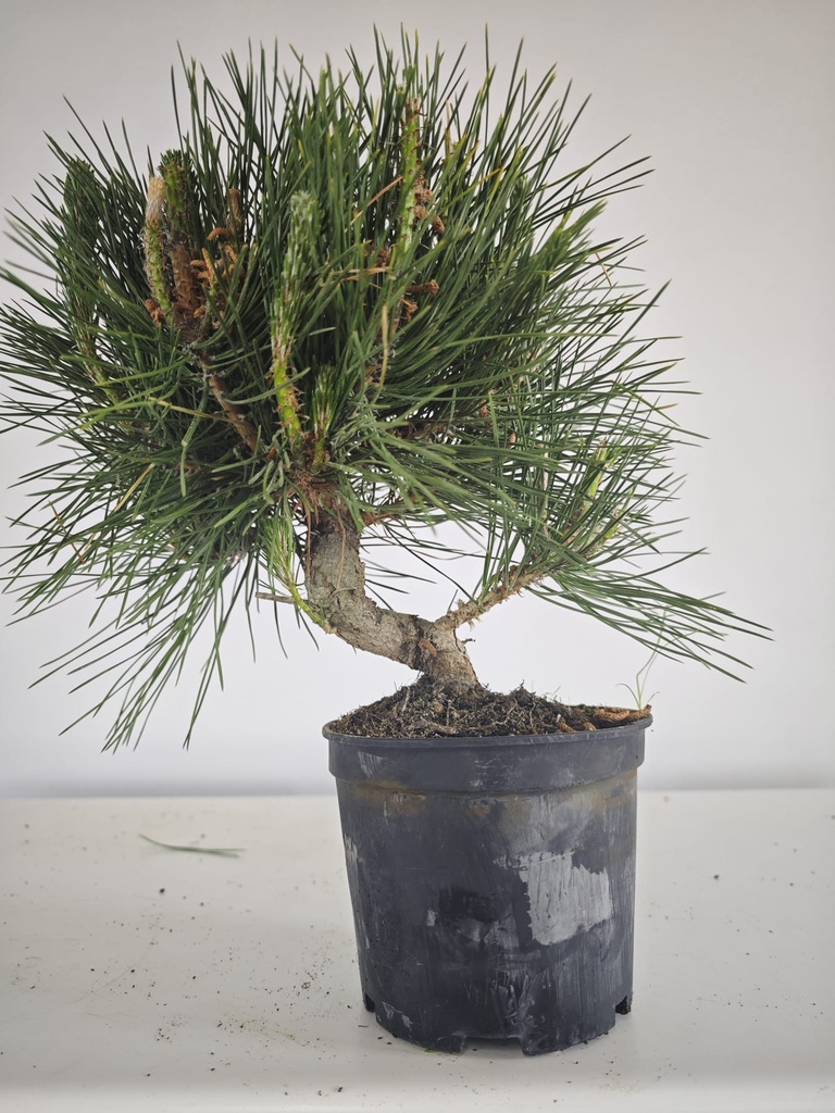 * P 14 Pinus thunbergii, 70 euros con envio gratis peninsula.
