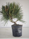 * P 14 Pinus thunbergii, 70 euros con envio gratis peninsula.
