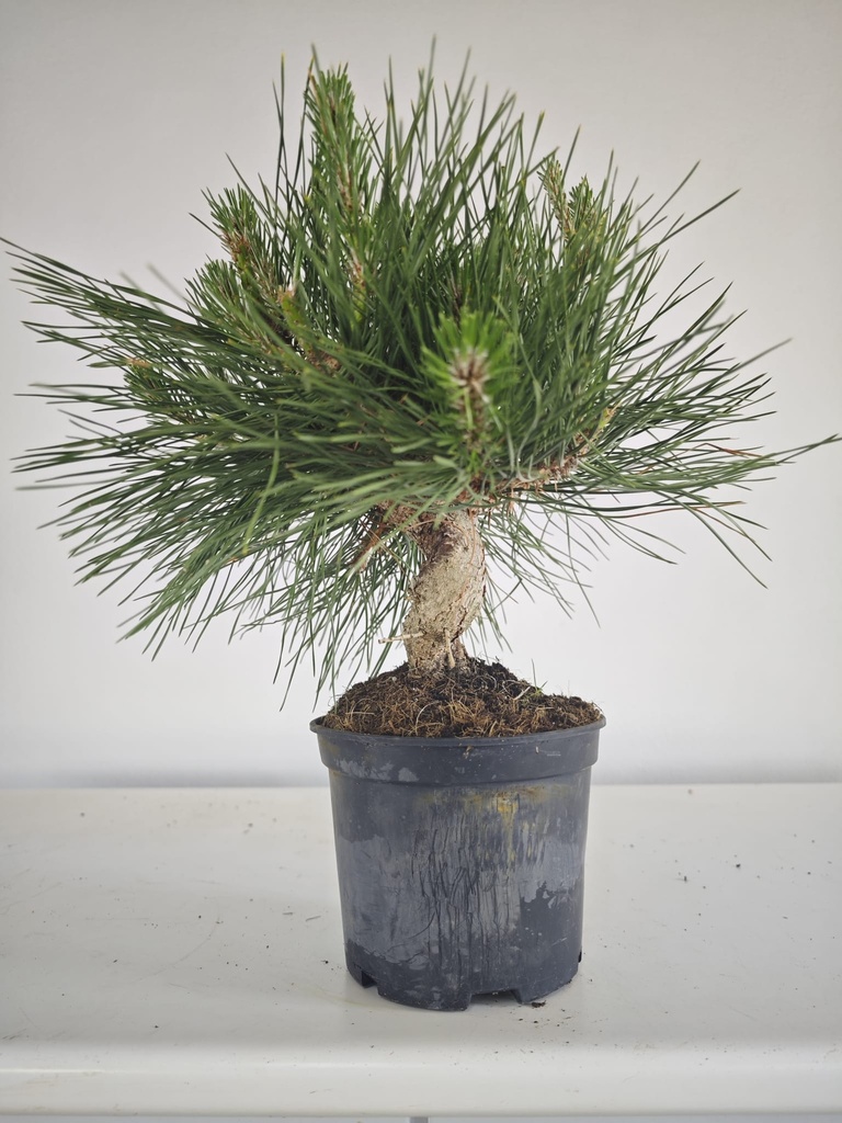 * P 16 Pinus thunbergii, 70 euros con envio gratis peninsula.