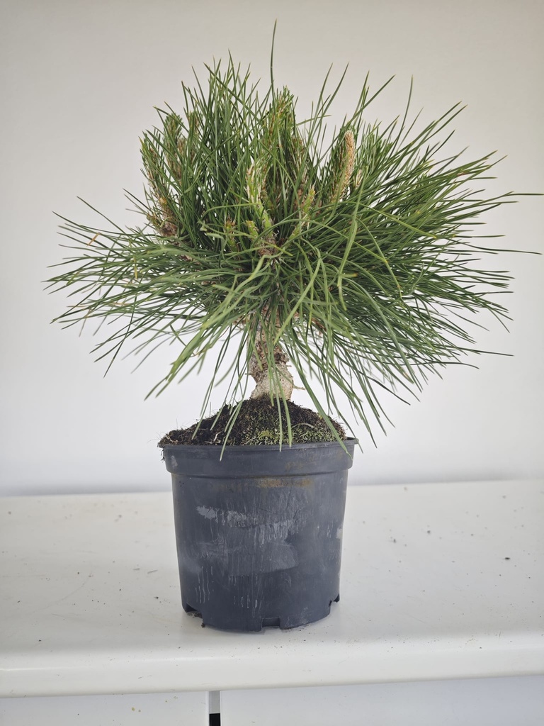 * P 16 Pinus thunbergii, 70 euros con envio gratis peninsula.