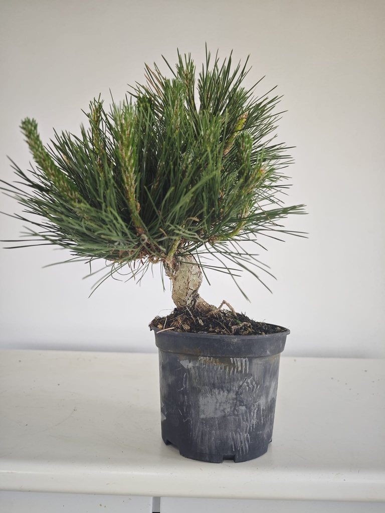 * P 19 Pinus thunbergii, 70 euros con envio gratis peninsula.