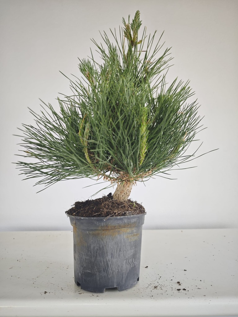 * P 20 Pinus thunbergii, 70 euros con envio gratis peninsula.