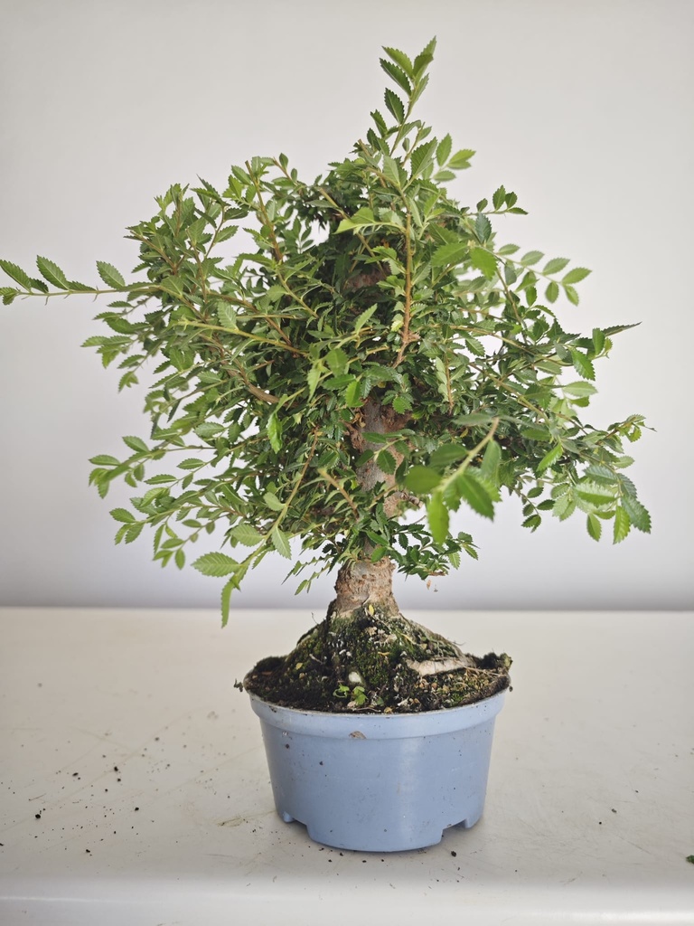 *Ul.1 Olmo nire, 100 euros con envio gratis peninsula.