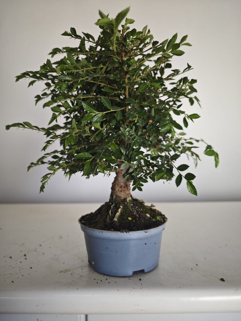 *Ul.1 Olmo nire, 100 euros con envio gratis peninsula.