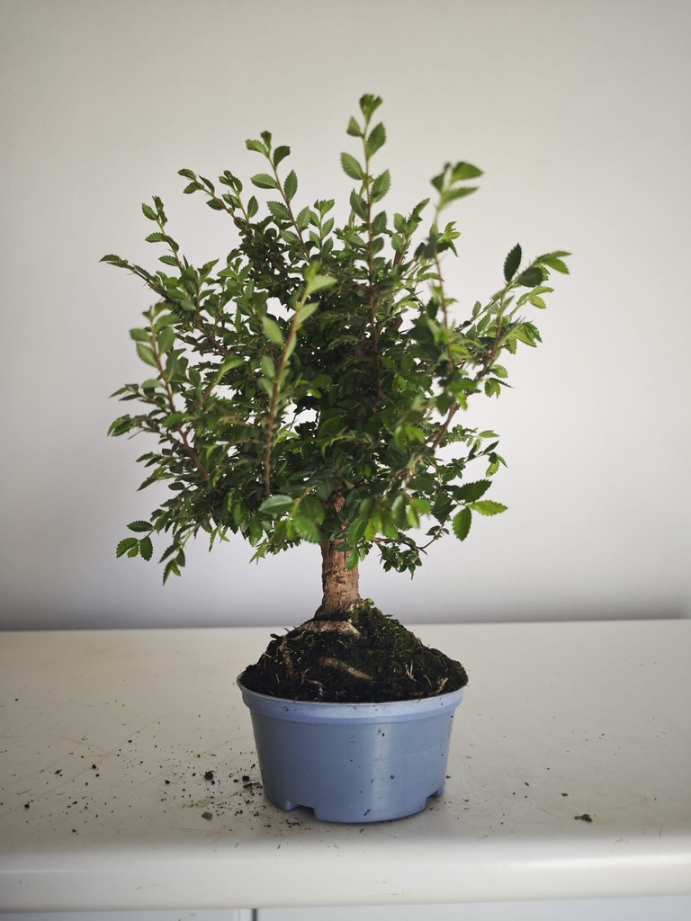 *Ul.3 Olmo nire, 100 euros con envio gratis peninsula.