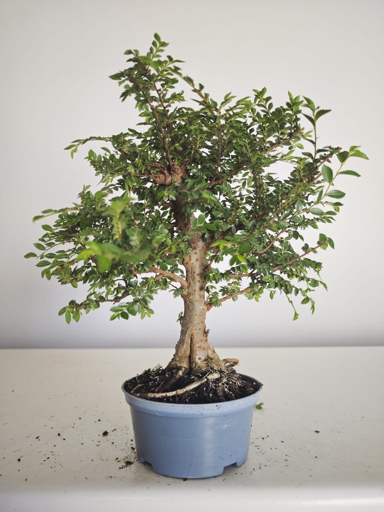 *Ul. 5 Olmo nire, 100 euros con envio gratis peninsula.