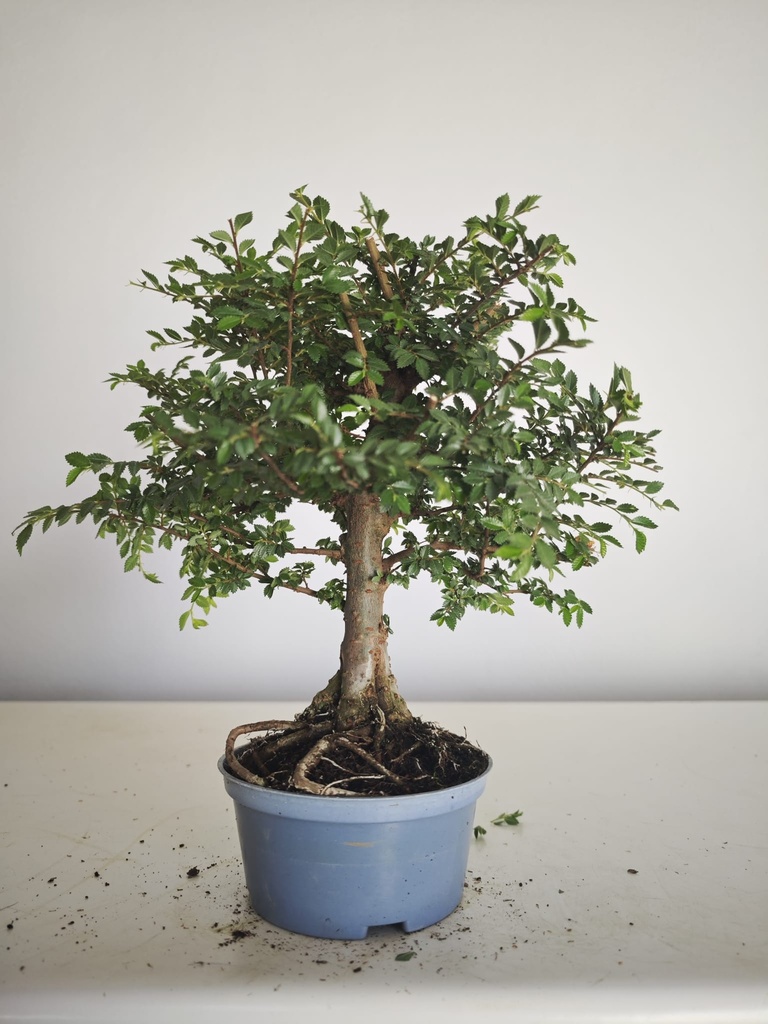 *Ul. 5 Olmo nire, 100 euros con envio gratis peninsula.