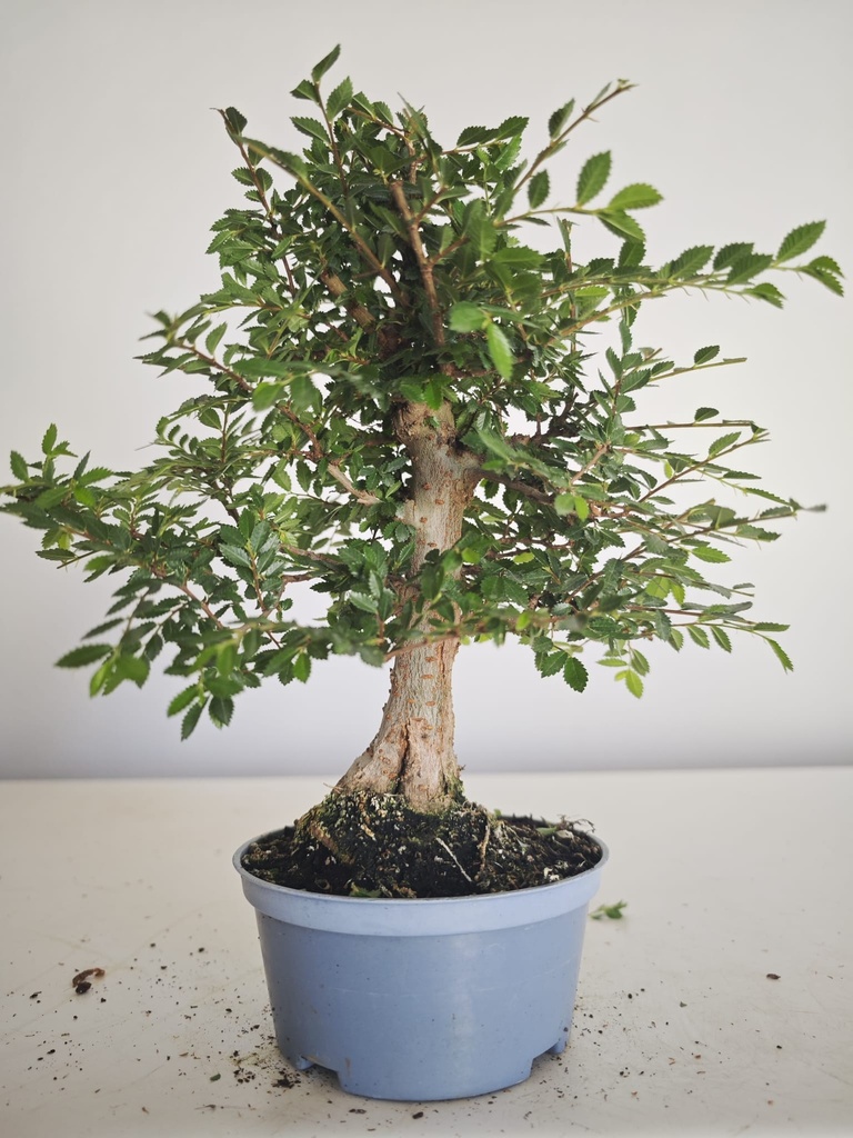 *Ul. 6 Olmo nire, 100 euros con envio gratis peninsula.