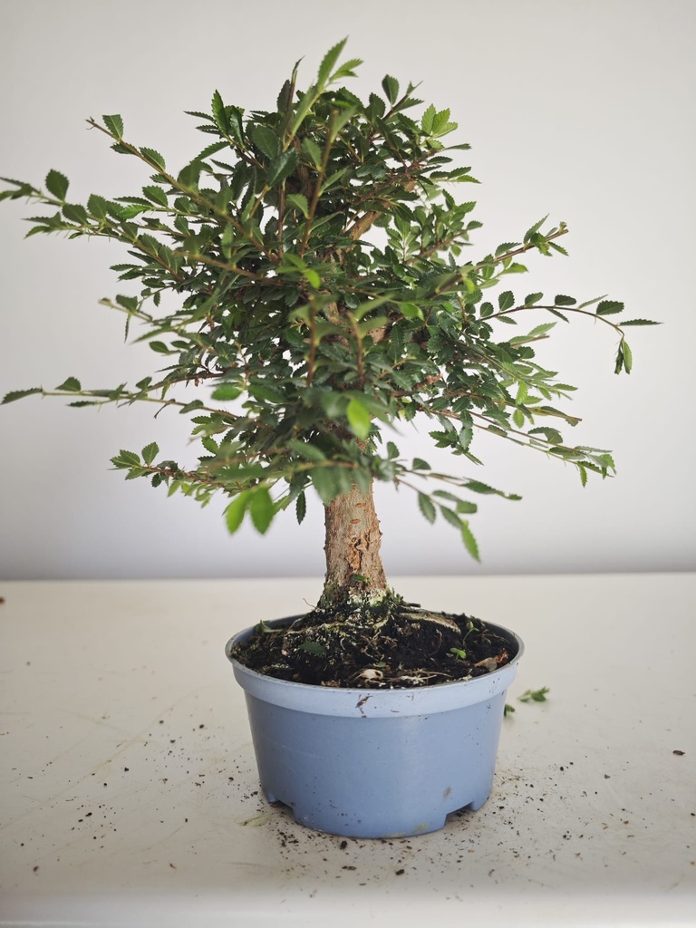 *Ul. 6 Olmo nire, 100 euros con envio gratis peninsula.