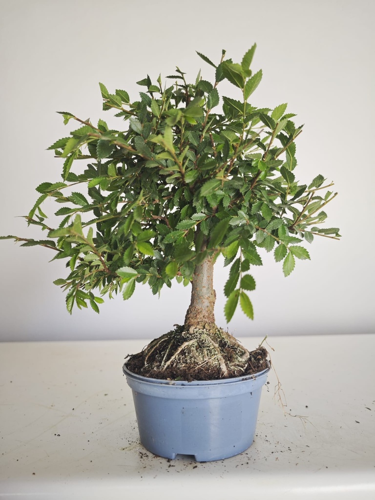 *Ul. 7 Olmo nire, 100 euros con envio gratis peninsula.