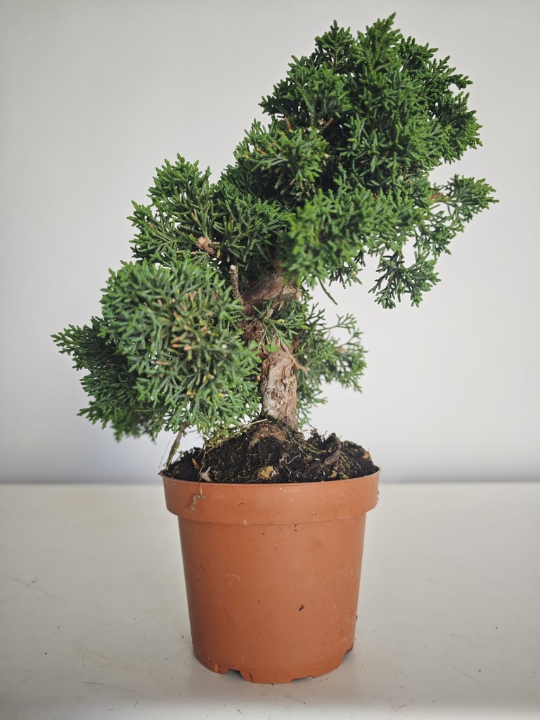 *J 10 Juniperus Chinensis Kishu, 55 euros con envio gratis peninsula.