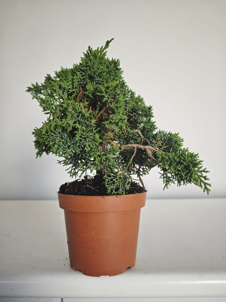*J 10 Juniperus Chinensis Kishu, 55 euros con envio gratis peninsula.