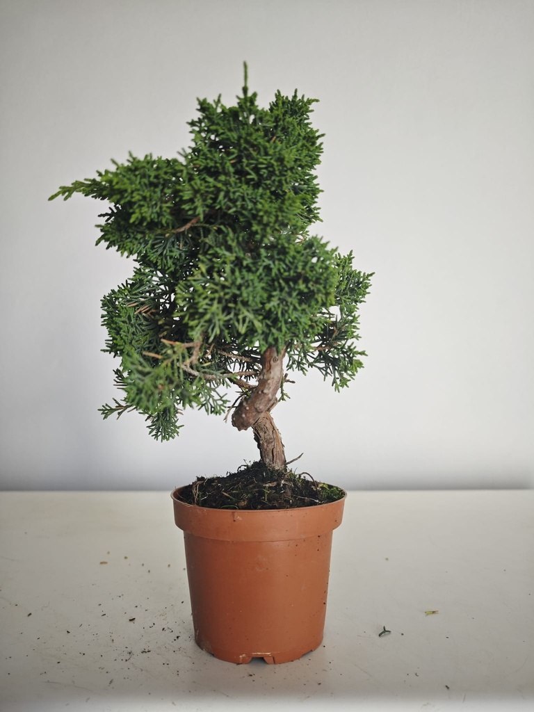 *J 11 Juniperus Chinensis Kishu, 55 euros con envio gratis peninsula.