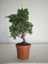 *J 11 Juniperus Chinensis Kishu, 55 euros con envio gratis peninsula.