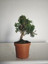 *J 11 Juniperus Chinensis Kishu, 55 euros con envio gratis peninsula.