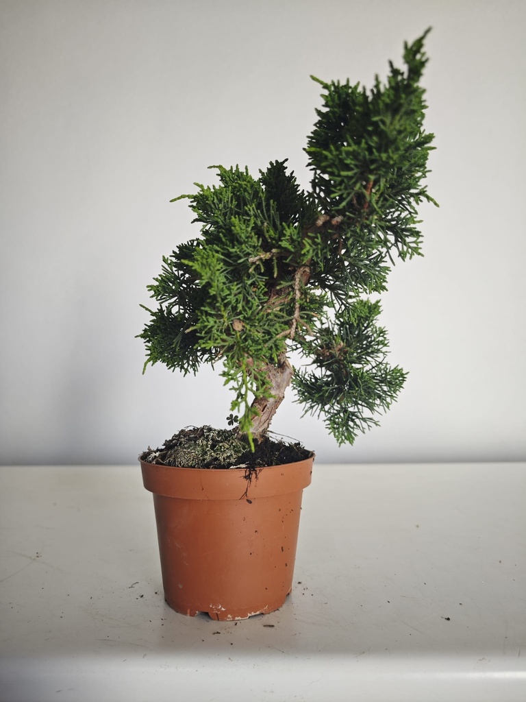 *J 12 Juniperus Chinensis Kishu, 55 euros con envio gratis peninsula.