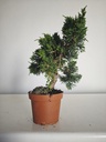 *J 12 Juniperus Chinensis Kishu, 55 euros con envio gratis peninsula.