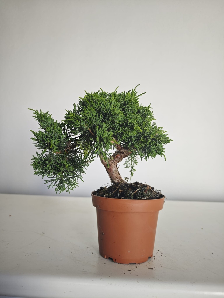 *J 12 Juniperus Chinensis Kishu, 55 euros con envio gratis peninsula.